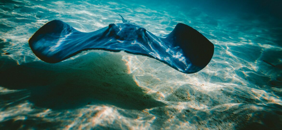 Sting Ray